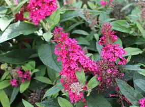 Motýlí keř, Komule Davidova 'Butterfly Candy Little Ruby' - Buddleja davidii 'Butterfly Candy Little Ruby'