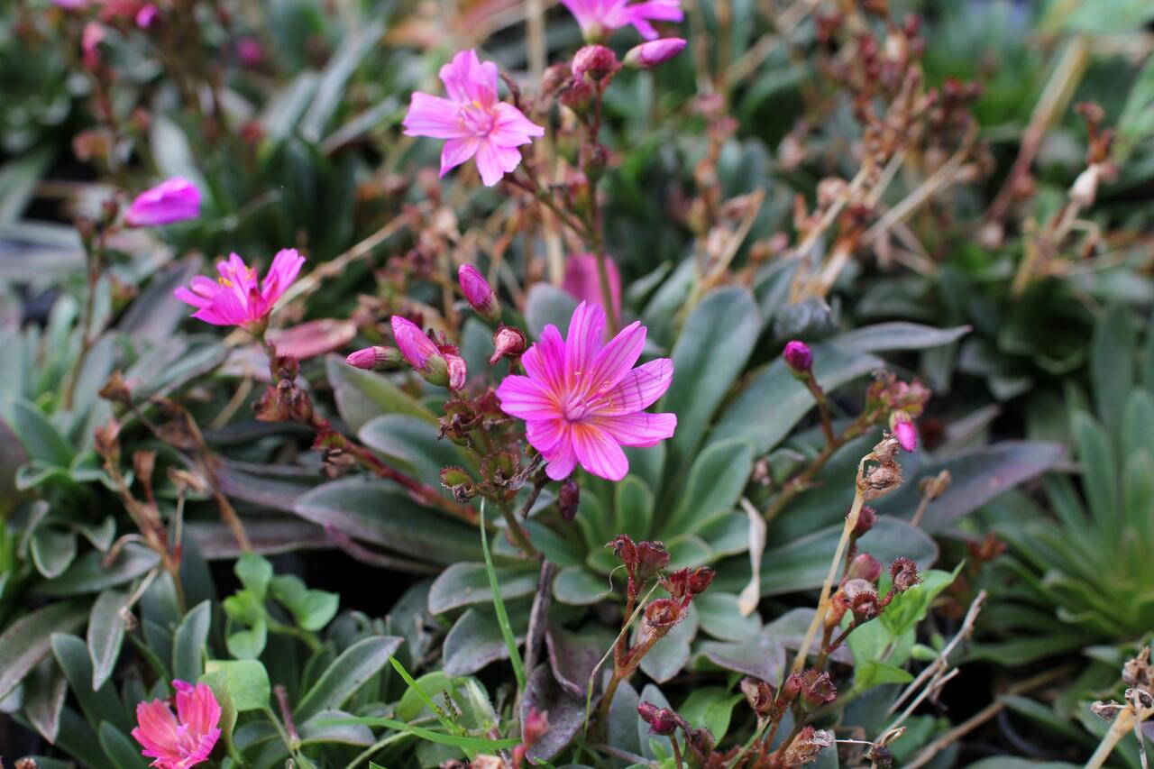 Lewisia Little Raspberry Levisie 'Little Raspberry' - Lewisia x longipetala 'Little Raspberry ...