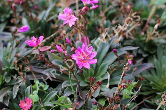 Levisie 'Little Raspberry' - Lewisia x longipetala 'Little Raspberry'