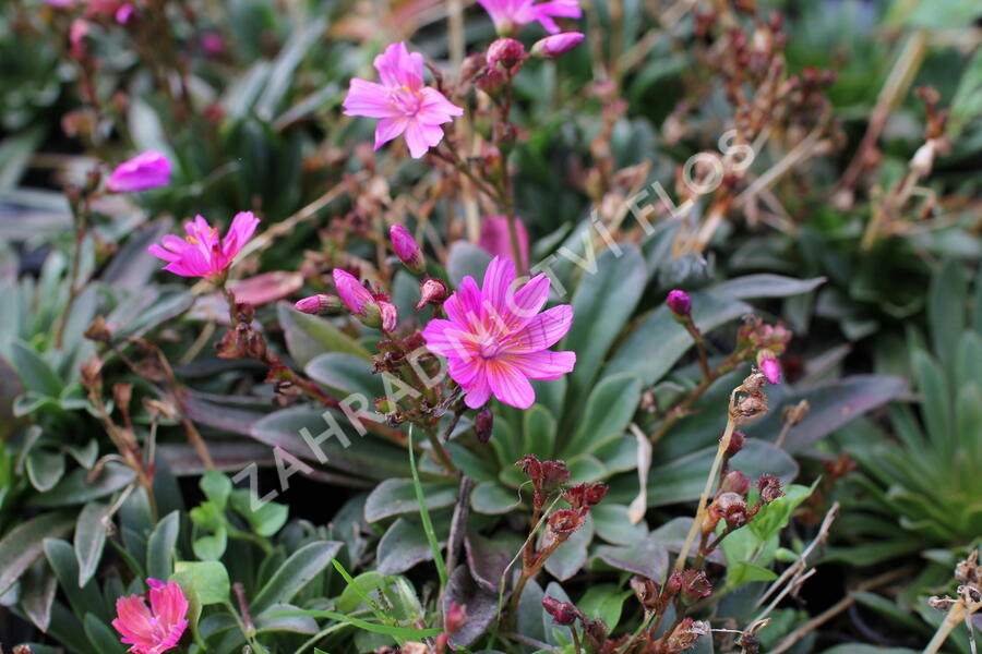 Levisie 'Little Raspberry' - Lewisia x longipetala 'Little Raspberry'