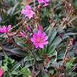 Levisie 'Little Raspberry' - Lewisia x longipetala 'Little Raspberry'