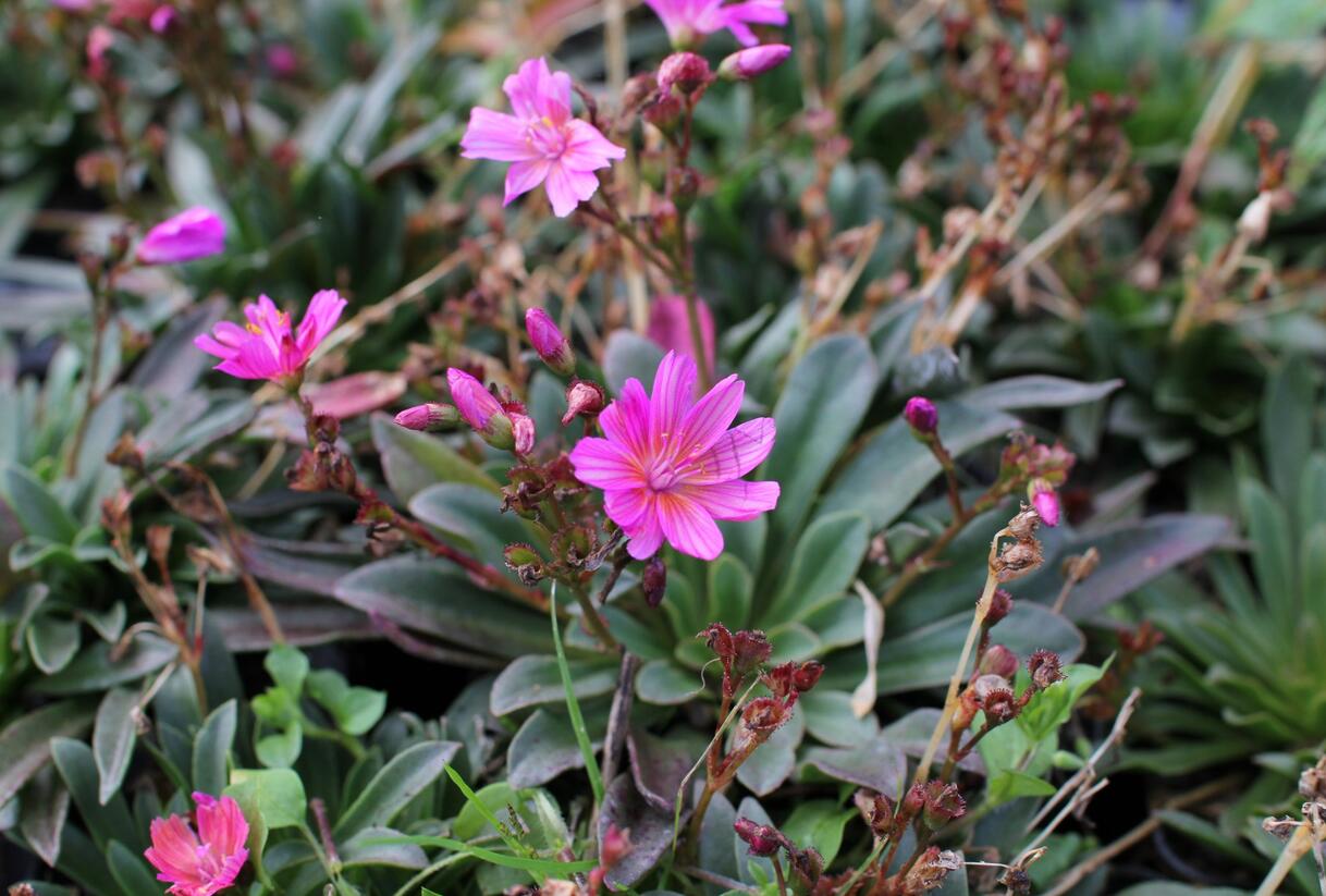 Levisie 'Little Raspberry' - Lewisia x longipetala 'Little Raspberry'