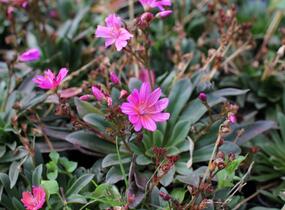 Levisie 'Little Raspberry' - Lewisia x longipetala 'Little Raspberry'