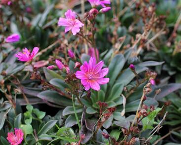 Levisie 'Little Raspberry'