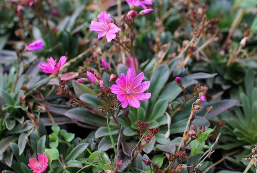 Levisie 'Little Raspberry' - Lewisia x longipetala 'Little Raspberry'
