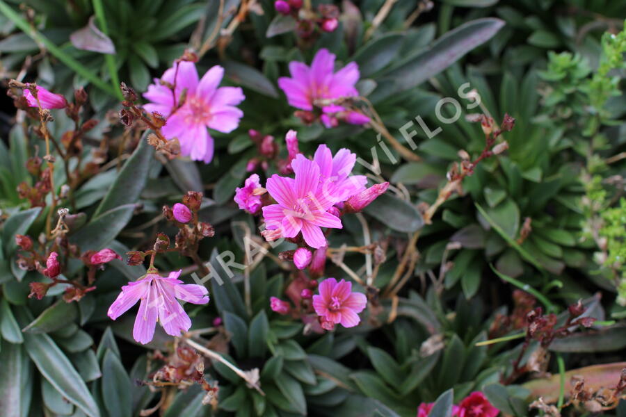 Levisie 'Little Raspberry' - Lewisia x longipetala 'Little Raspberry'