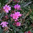 Levisie 'Little Raspberry' - Lewisia x longipetala 'Little Raspberry'