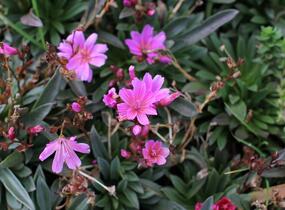 Levisie 'Little Raspberry' - Lewisia x longipetala 'Little Raspberry'
