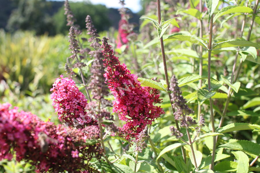 Motýlí keř, Komule Davidova 'Prince Charming' - Buddleja davidii 'Prince Charming'