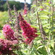 Motýlí keř, Komule Davidova 'Prince Charming' - Buddleja davidii 'Prince Charming'