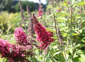 Motýlí keř, Komule Davidova 'Prince Charming' - Buddleja davidii 'Prince Charming'