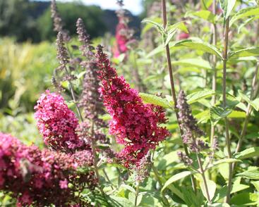 Motýlí keř, Komule Davidova 'Prince Charming'