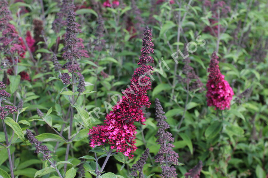 Motýlí keř, Komule Davidova 'Prince Charming' - Buddleja davidii 'Prince Charming'