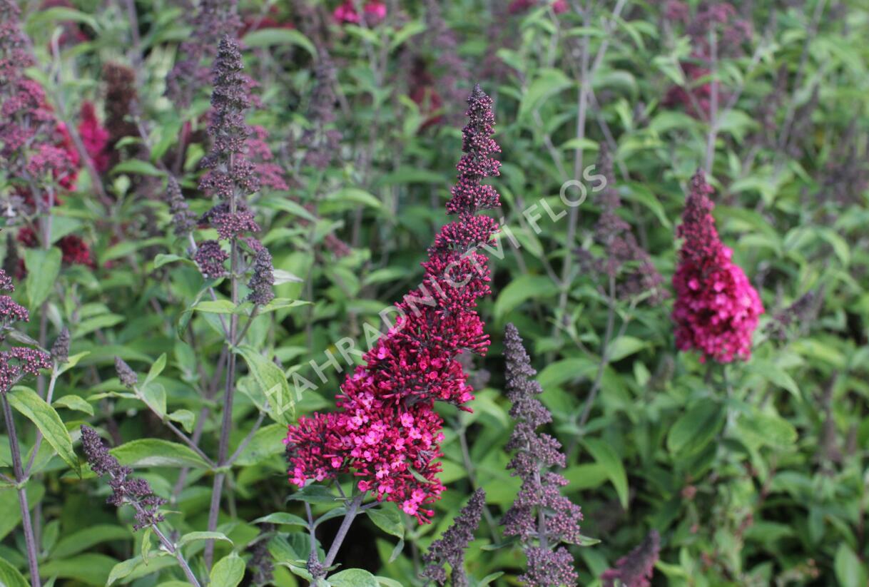 Motýlí keř, Komule Davidova 'Prince Charming' - Buddleja davidii 'Prince Charming'