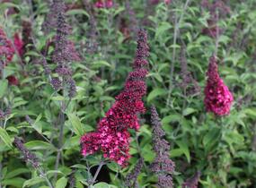 Motýlí keř, Komule Davidova 'Prince Charming' - Buddleja davidii 'Prince Charming'