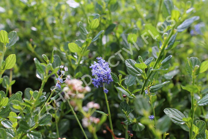 Latnatec 'Victoria' - Ceanothus impressus 'Victoria'