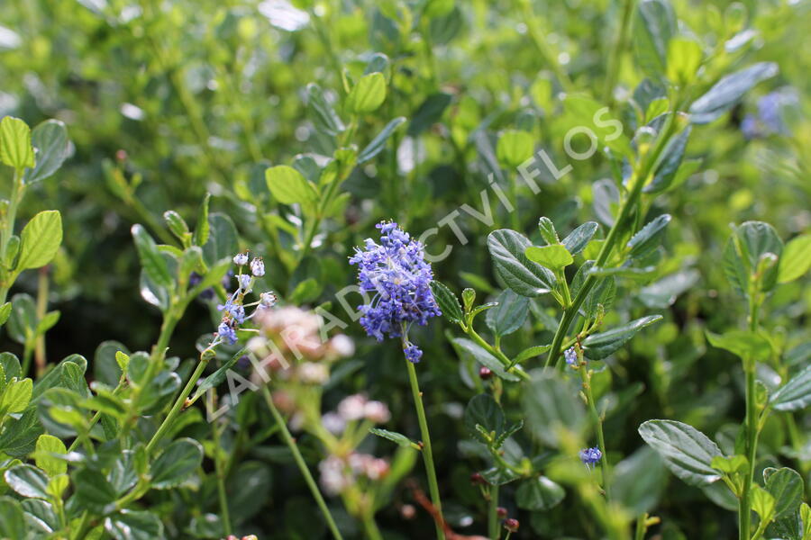 Latnatec 'Victoria' - Ceanothus impressus 'Victoria'