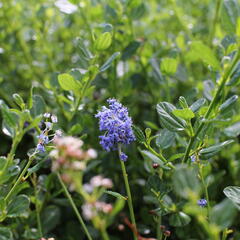 Latnatec 'Victoria' - Ceanothus impressus 'Victoria'