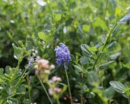 Latnatec 'Victoria'