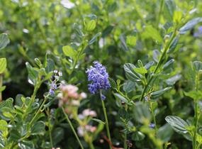 Latnatec 'Victoria' - Ceanothus × delilianus 'Victoria'