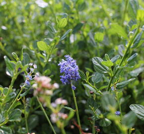 Latnatec 'Victoria' - Ceanothus impressus 'Victoria'