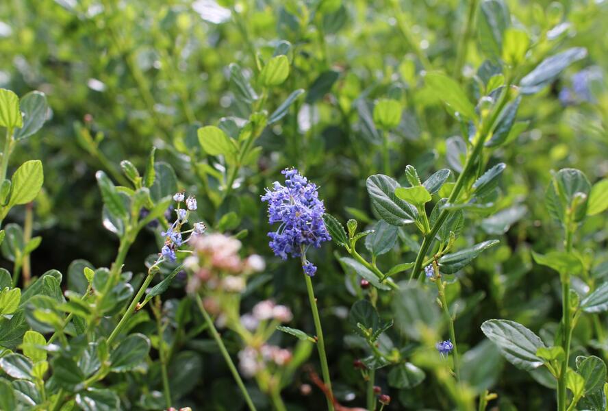Latnatec 'Victoria' - Ceanothus × delilianus 'Victoria'