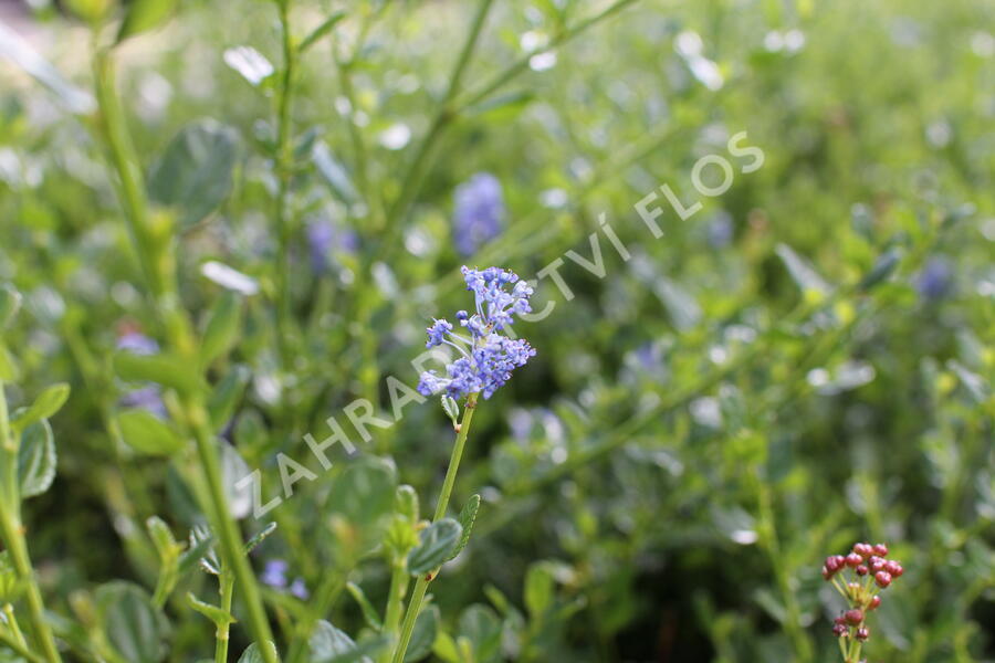 Latnatec 'Victoria' - Ceanothus impressus 'Victoria'