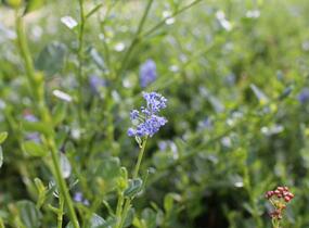 Latnatec 'Victoria' - Ceanothus × delilianus 'Victoria'