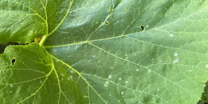 plíseň na listech dýně