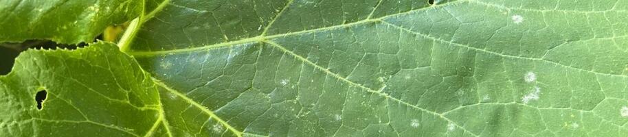 plíseň na listech dýně