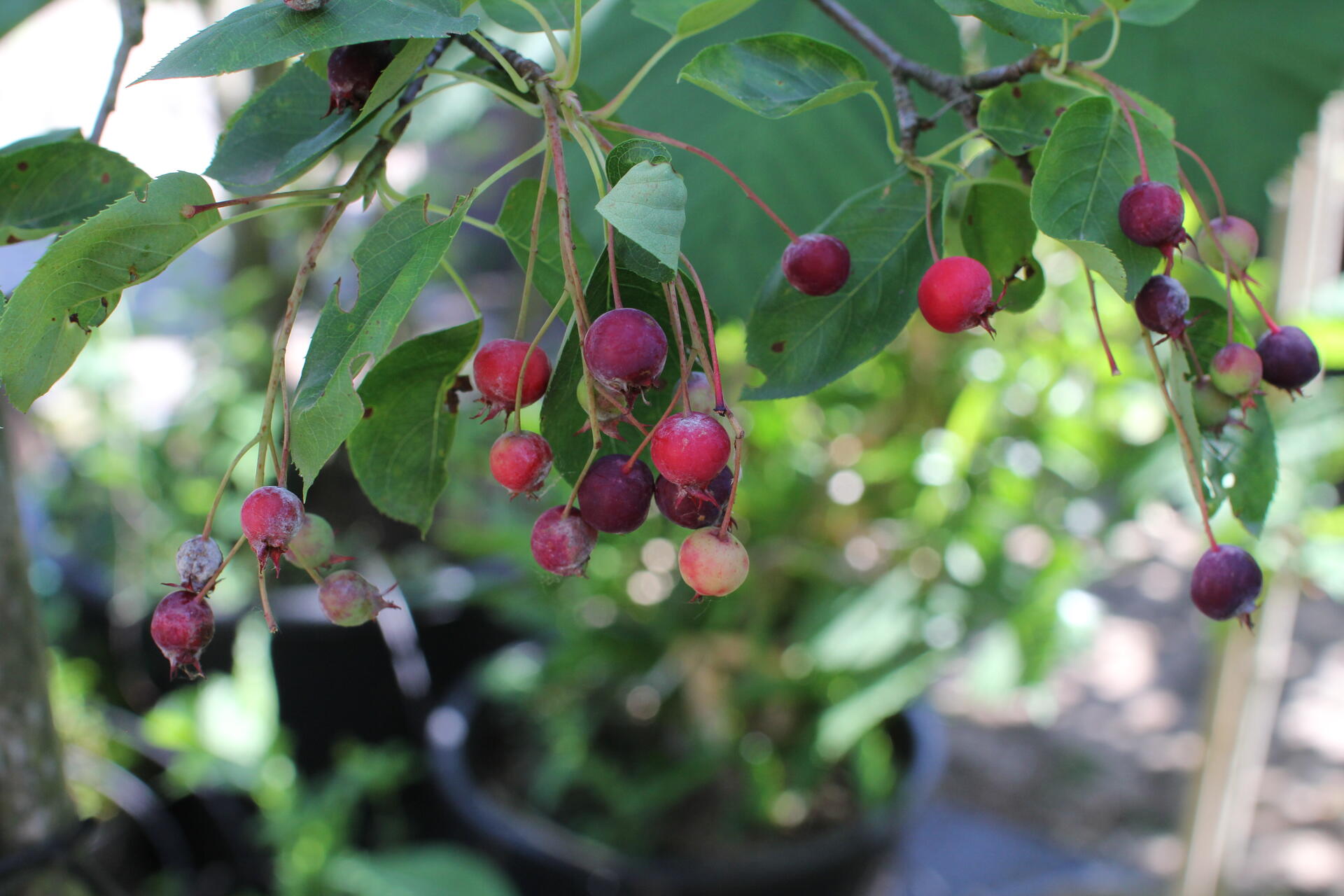 Amelanchier laevis ''Ballerina''