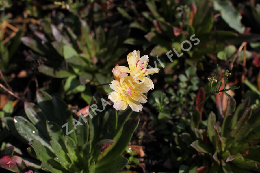 Levisie 'Little Mango' - Lewisia x longipetala 'Little Mango'