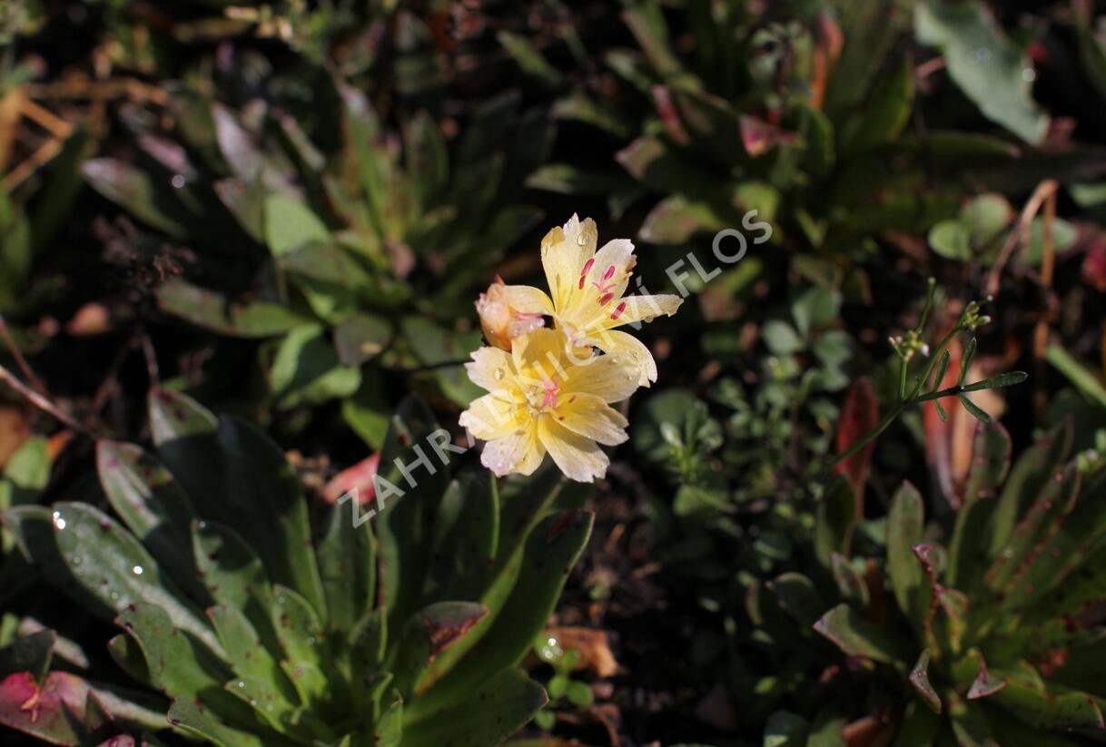 Levisie 'Little Mango' - Lewisia x longipetala 'Little Mango'