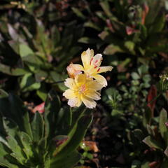 Levisie 'Little Mango' - Lewisia x longipetala 'Little Mango'