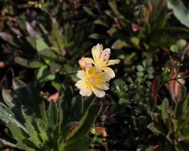 Levisie 'Little Mango'
