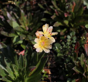 Levisie 'Little Mango' - Lewisia x longipetala 'Little Mango'
