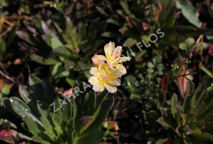 Levisie 'Little Mango' - Lewisia x longipetala 'Little Mango'