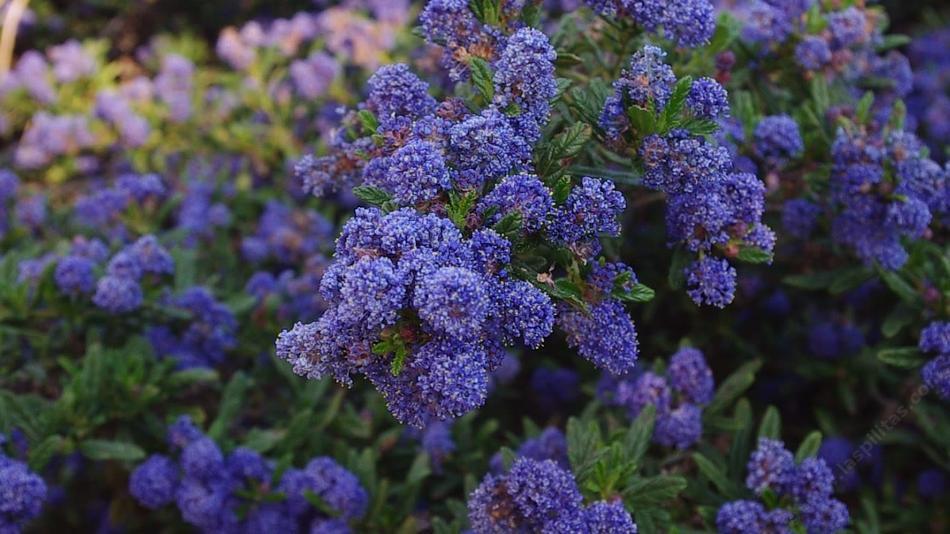 Latnatec azurový 'Concha' - Ceanothus azureus 'Concha'