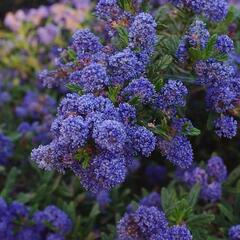 Latnatec 'Concha' - Ceanothus 'Concha'