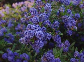 Latnatec azurový 'Concha' - Ceanothus azureus 'Concha'