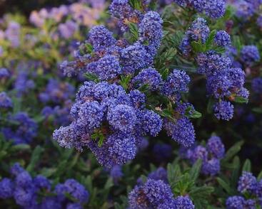 Latnatec azurový 'Concha'