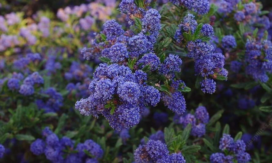 Latnatec azurový 'Concha' - Ceanothus azureus 'Concha'
