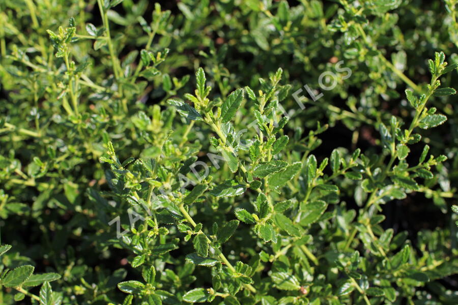 Latnatec 'Concha' - Ceanothus 'Concha'