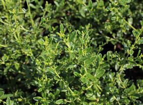 Latnatec azurový 'Concha' - Ceanothus azureus 'Concha'