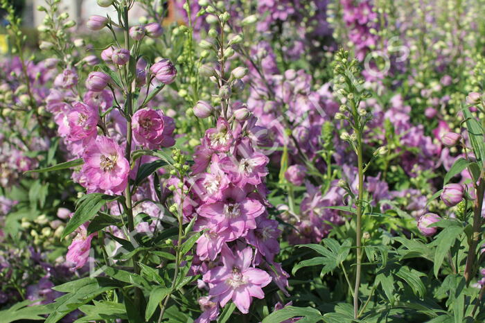 Ostrožka 'Astolat' - Delphinium Pacific 'Astolat'