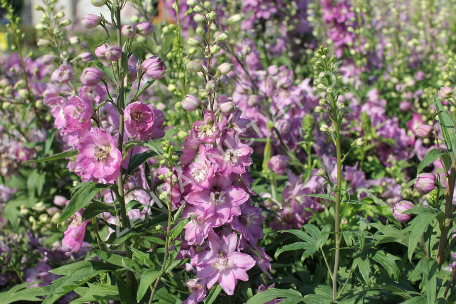 Ostrožka 'Astolat' - Delphinium Pacific 'Astolat'