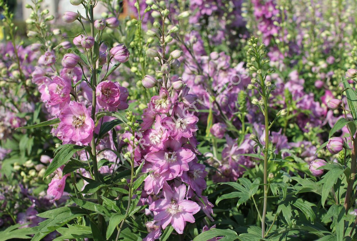 Ostrožka 'Astolat' - Delphinium Pacific 'Astolat'