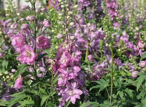Ostrožka 'Astolat' - Delphinium Pacific 'Astolat'