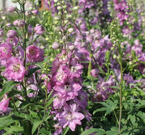 Ostrožka 'Astolat' - Delphinium Pacific 'Astolat'