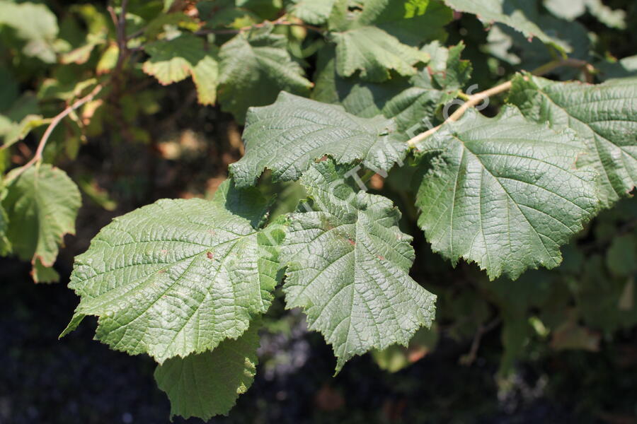 Líska obecná 'Red Majestic' - Corylus avellana 'Red Majestic'
